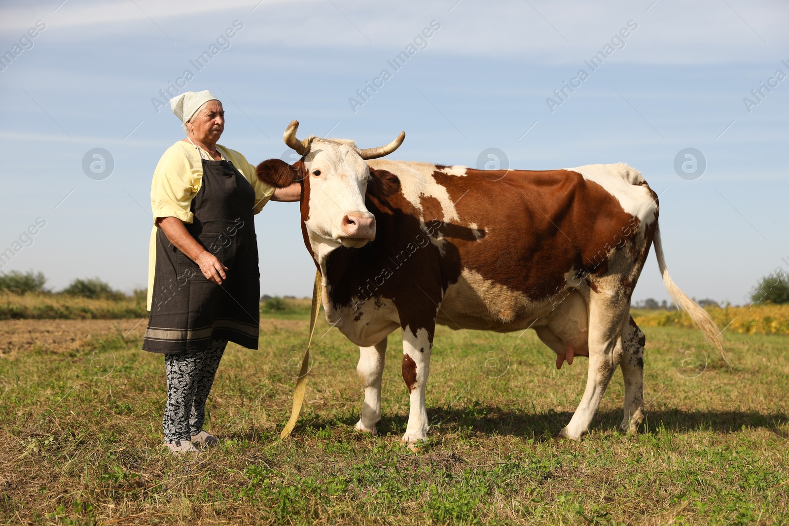 Photo of Senior woman with beautiful cow on pasture