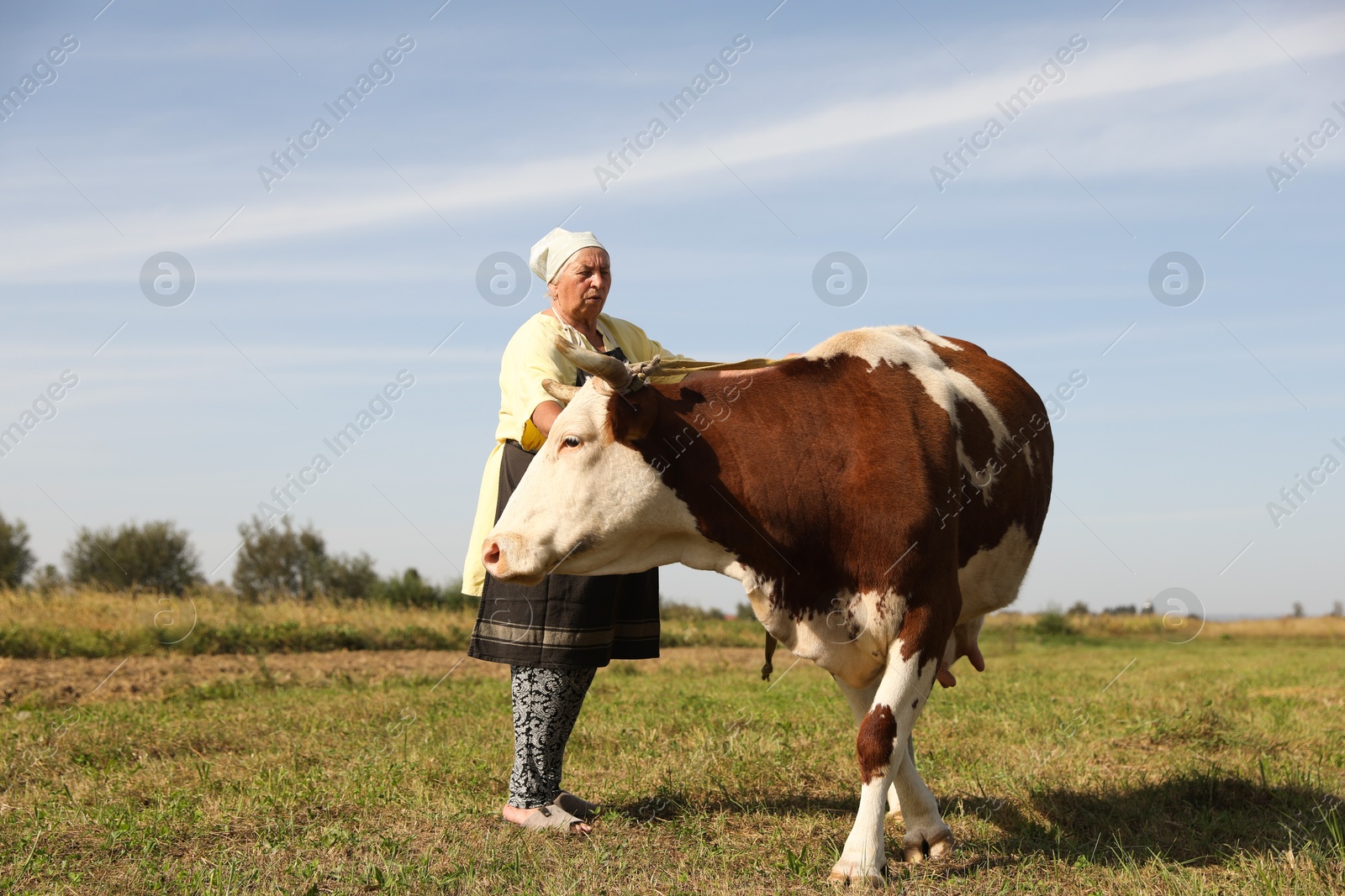 Photo of Senior woman with beautiful cow on pasture