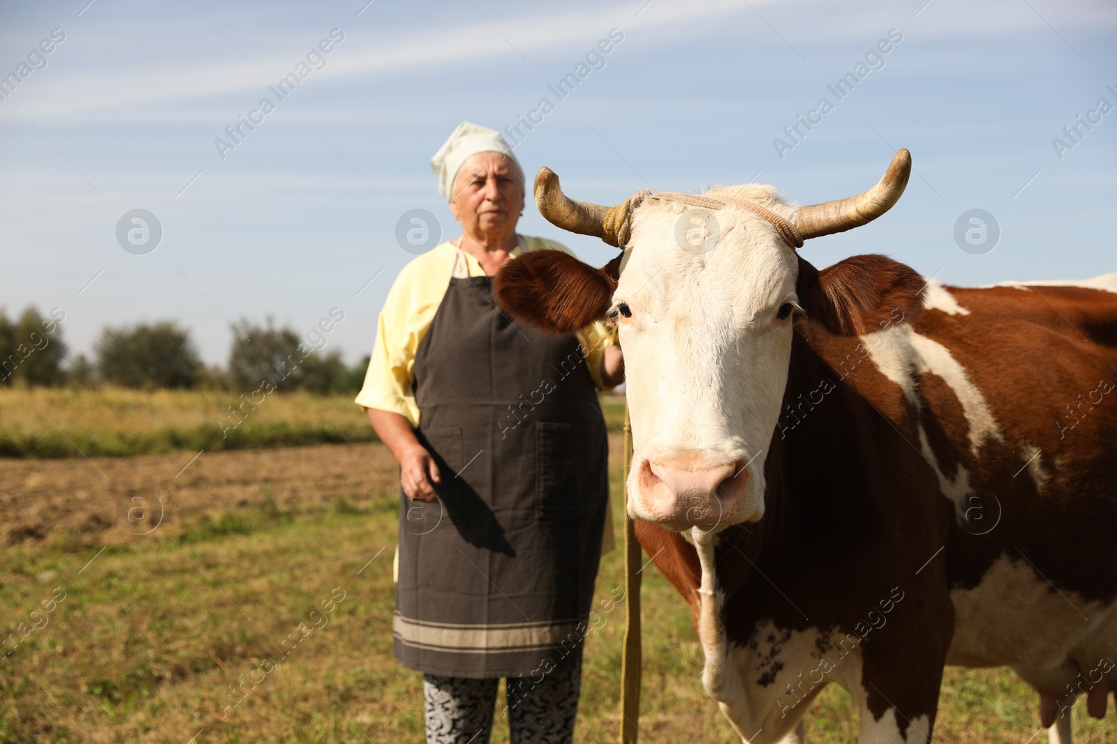 Photo of Senior woman with beautiful cow on pasture