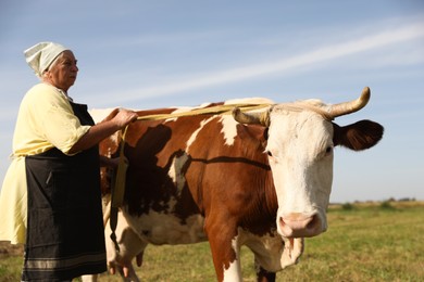 Senior woman with beautiful cow on pasture