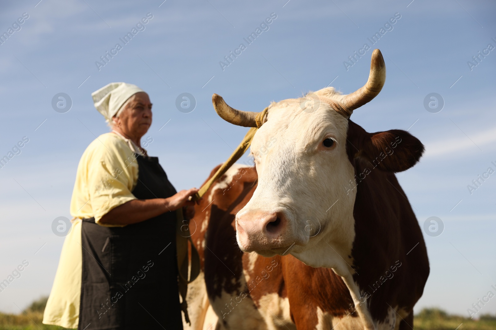 Photo of Senior woman with beautiful cow under blue sky, selective focus