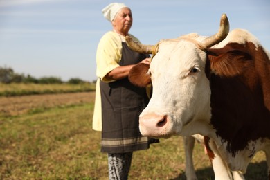 Senior woman with beautiful cow on pasture, selective focus