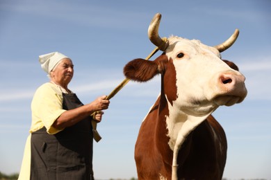 Senior woman with beautiful cow under blue sky, selective focus