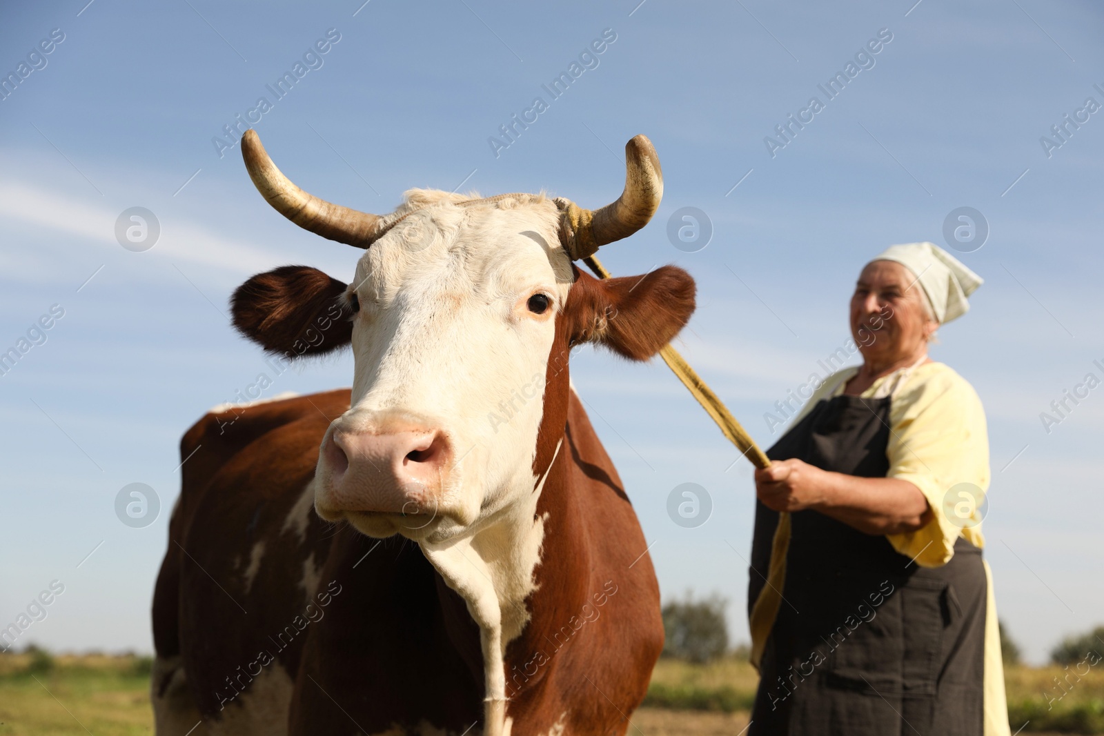 Photo of Senior woman with beautiful cow on pasture, selective focus