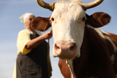 Photo of Senior woman with beautiful cow under blue sky, selective focus