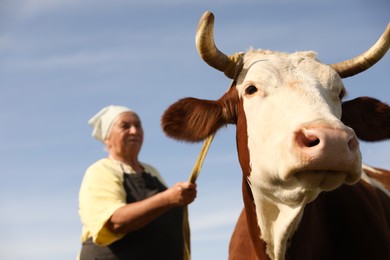 Photo of Senior woman with beautiful cow under blue sky, selective focus