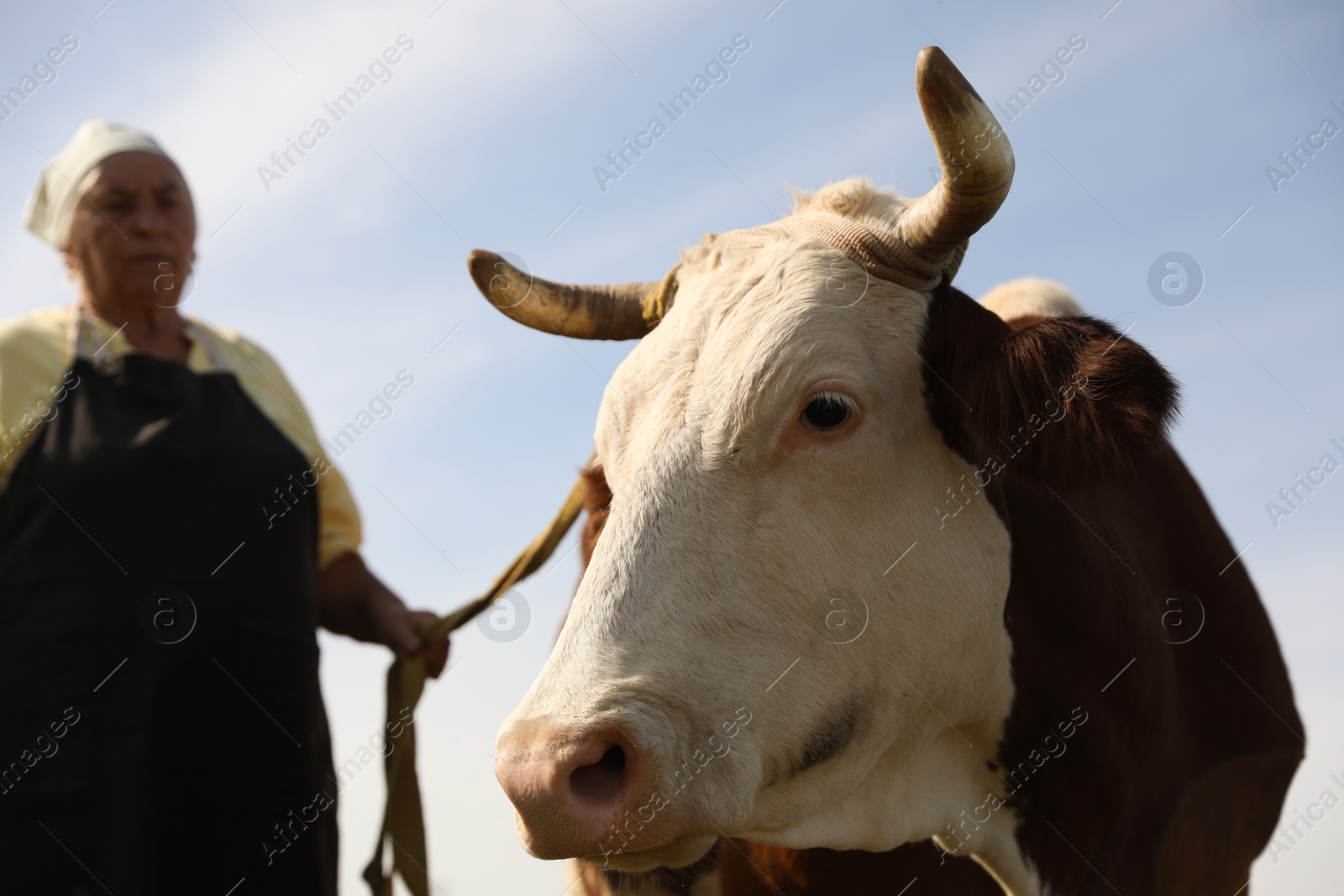 Photo of Senior woman with beautiful cow under blue sky, selective focus