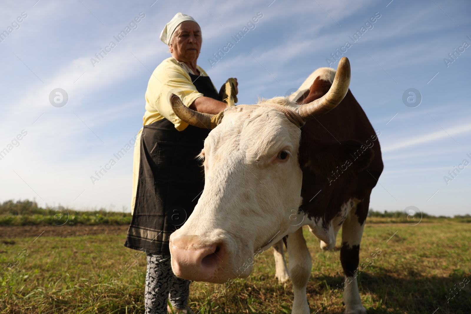 Photo of Senior woman with beautiful cow on pasture