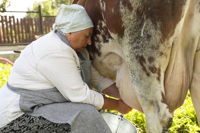 Photo of Senior woman milking cow in backyard. Farm animal