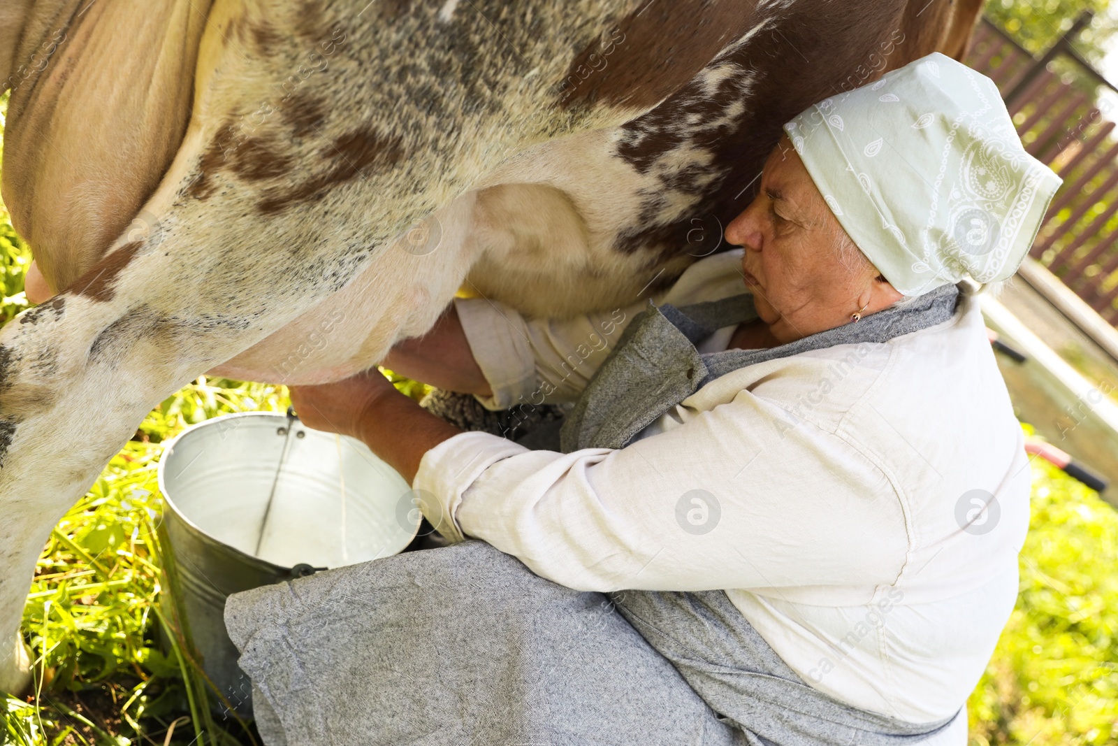 Photo of Senior woman milking cow in backyard. Farm animal