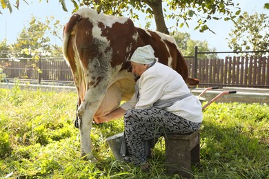 Photo of Senior woman milking cow in backyard. Farm animal