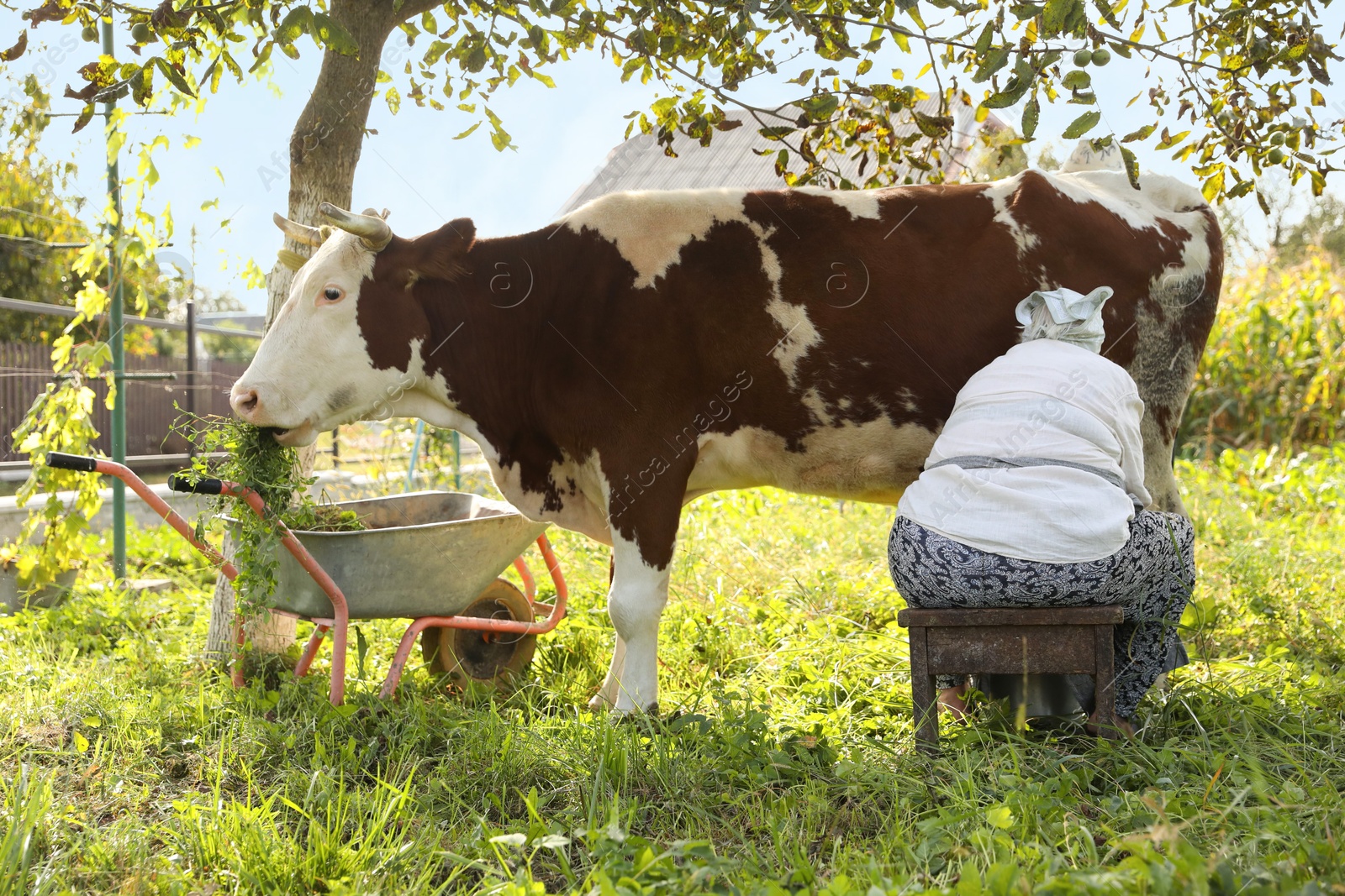 Photo of Senior woman milking cow in backyard. Farm animal