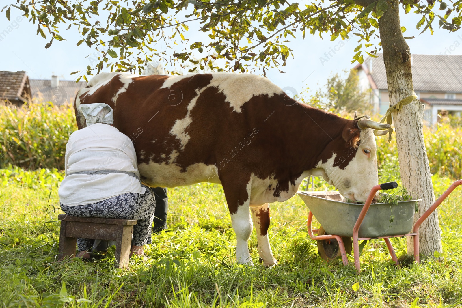 Photo of Senior woman milking cow in backyard. Farm animal