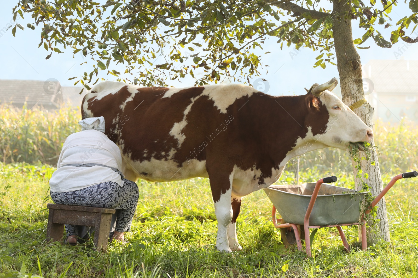 Photo of Senior woman milking cow in backyard. Farm animal