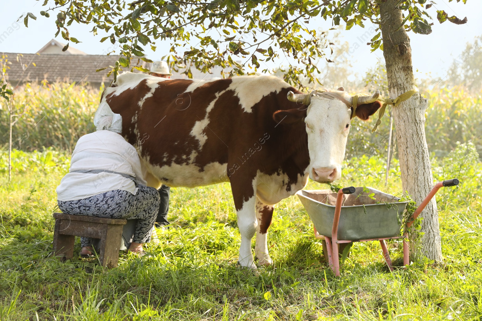 Photo of Senior woman milking cow in backyard. Farm animal