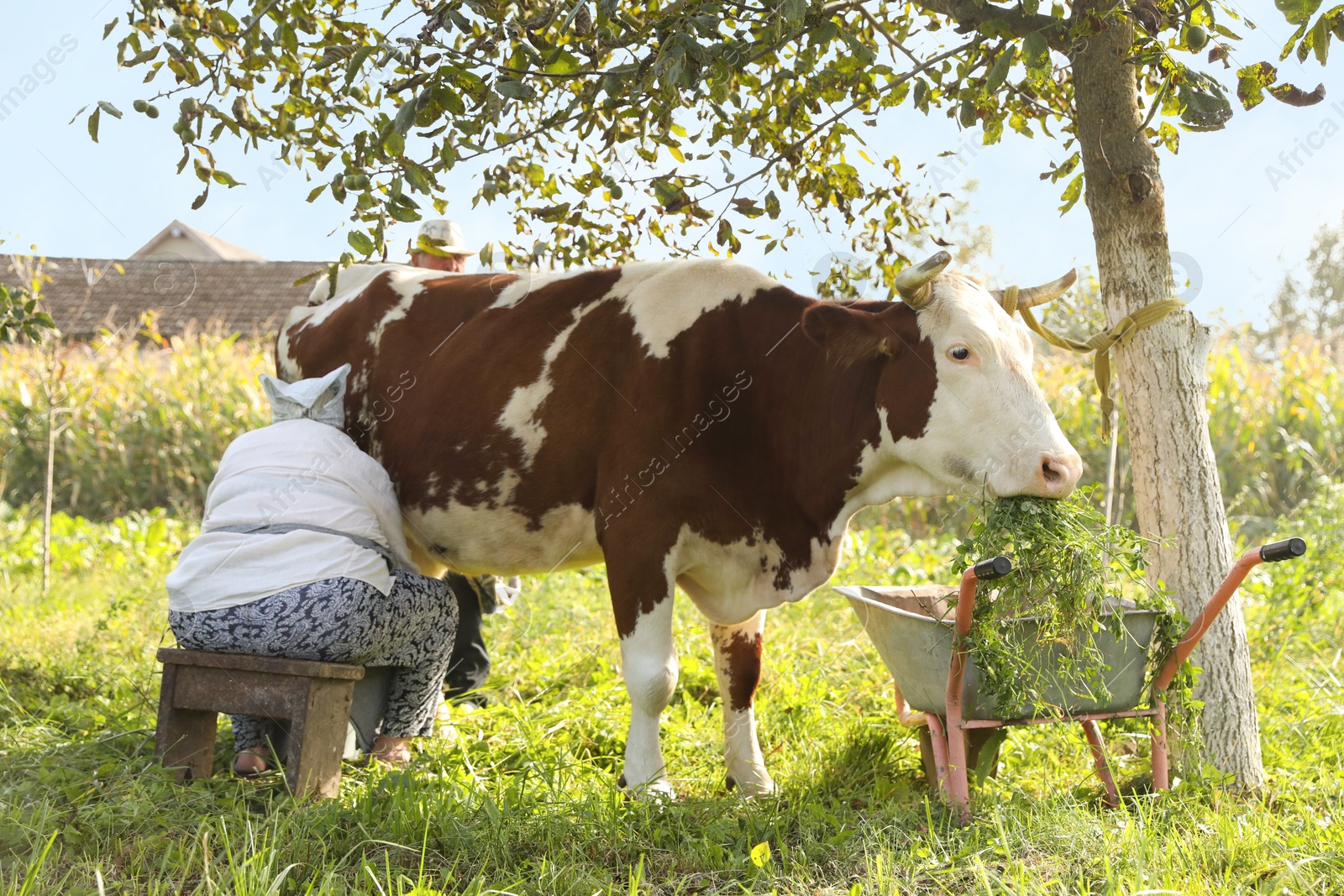 Photo of Senior woman milking cow in backyard. Farm animal