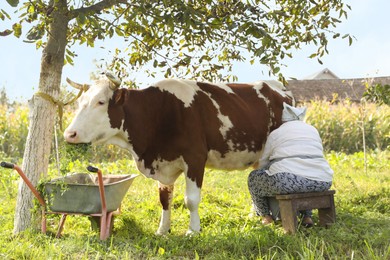 Photo of Senior woman milking cow in backyard. Farm animal