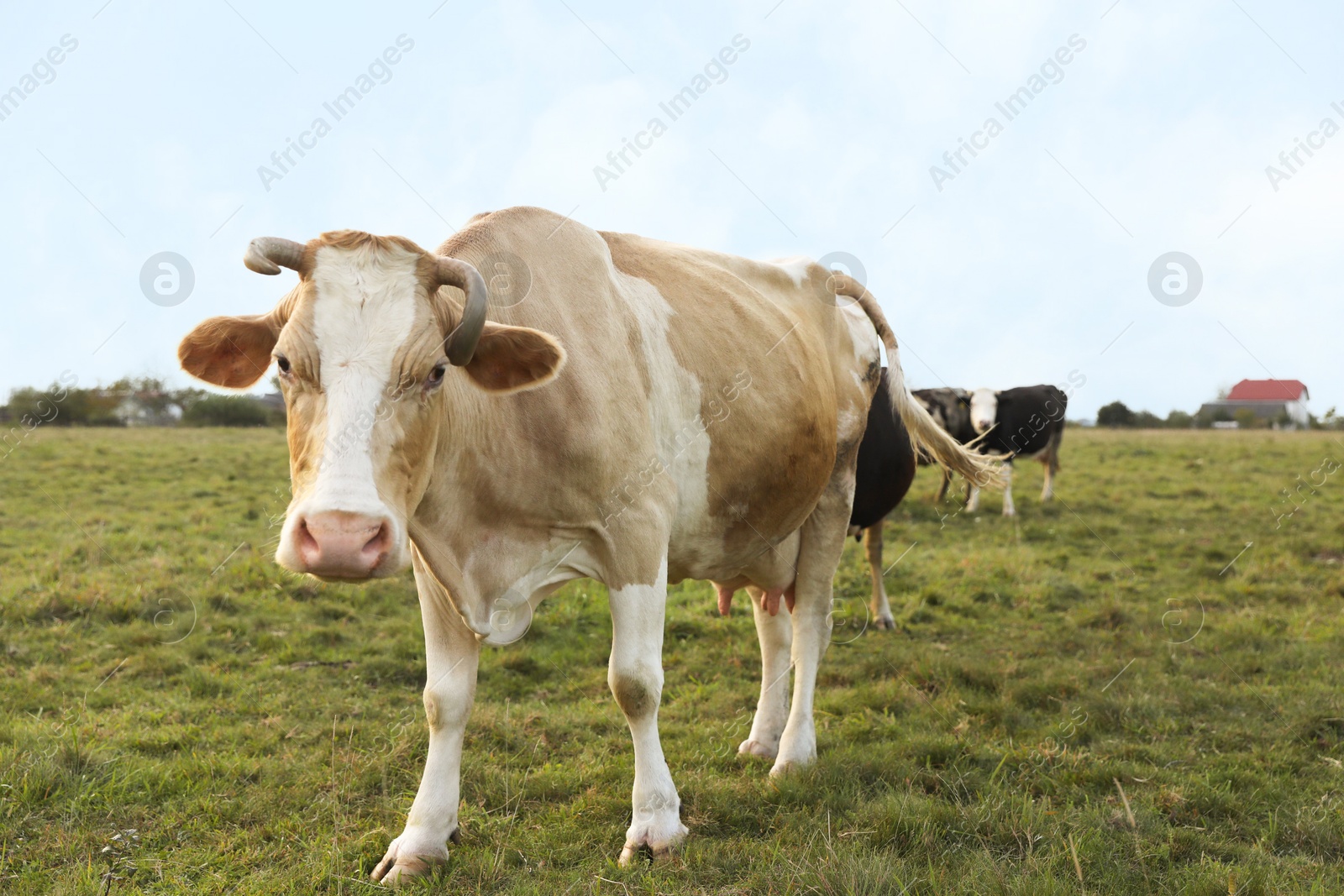 Photo of Beautiful cows grazing on green grass outdoors