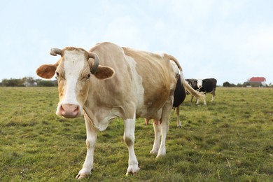 Photo of Beautiful cows grazing on green grass outdoors