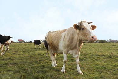 Photo of Beautiful cows grazing on green grass outdoors