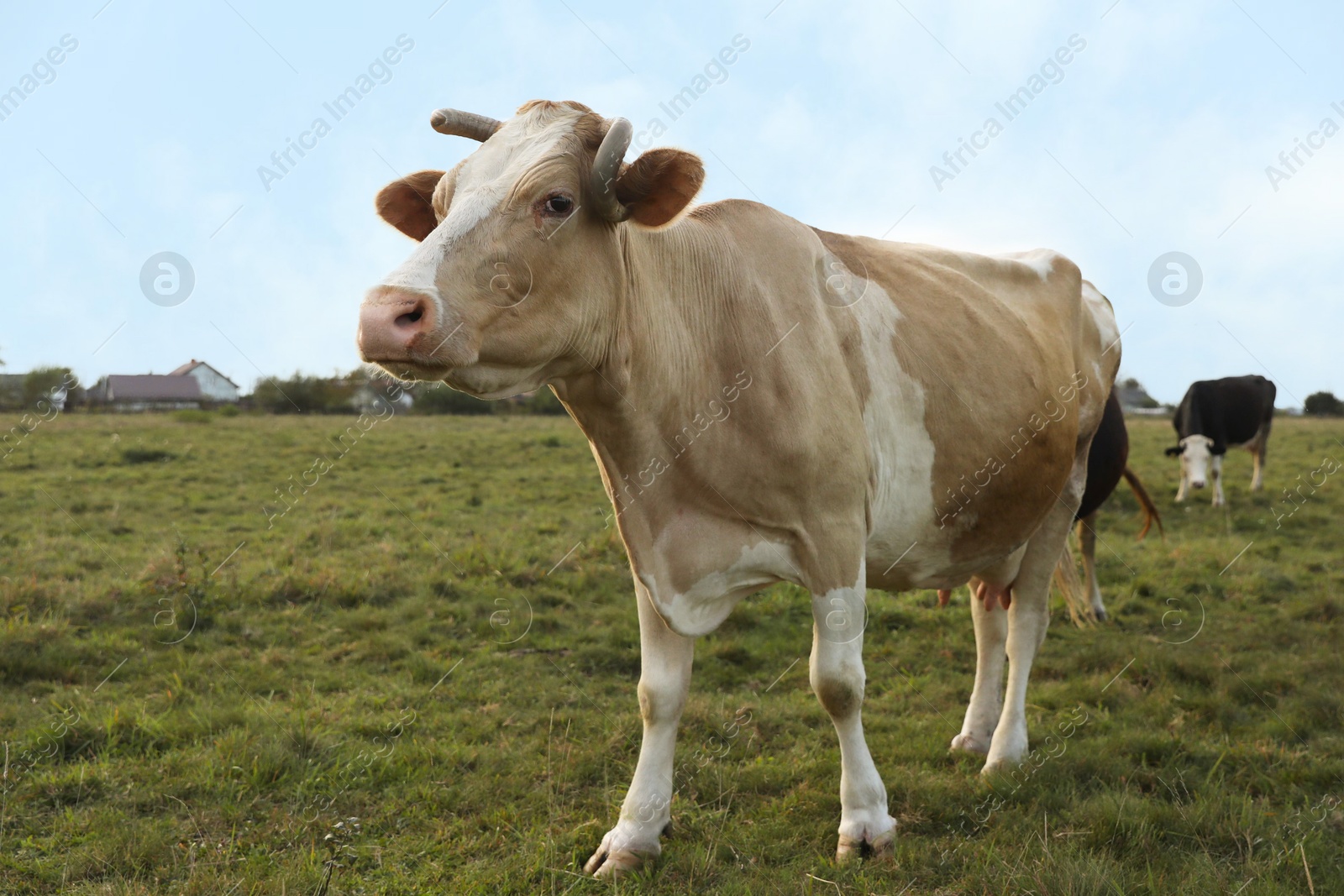 Photo of Beautiful cows grazing on green grass outdoors