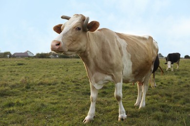 Photo of Beautiful cows grazing on green grass outdoors