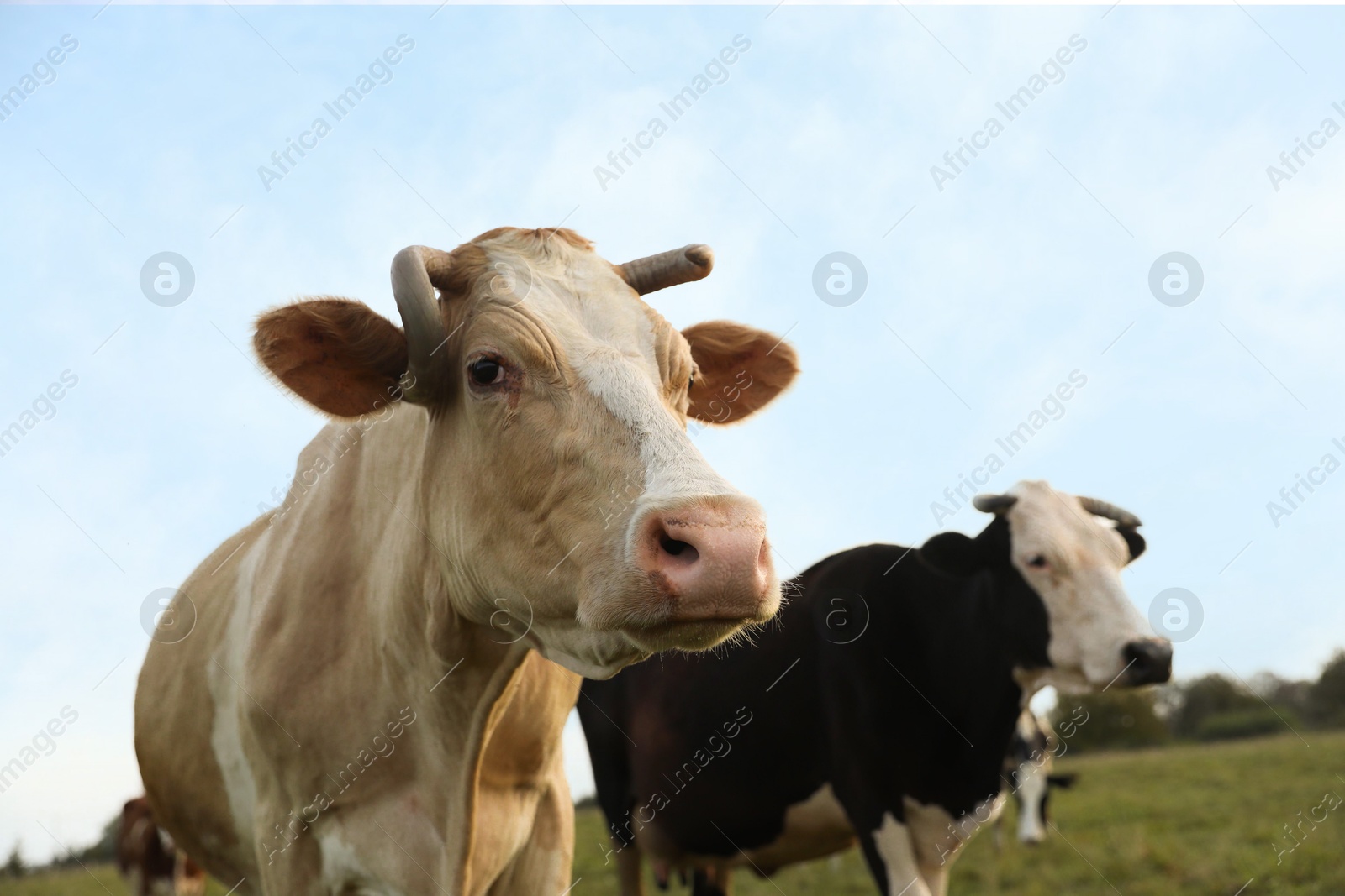 Photo of Beautiful cows grazing on pasture. Farm animal