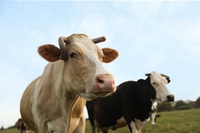 Photo of Beautiful cows grazing on pasture. Farm animal