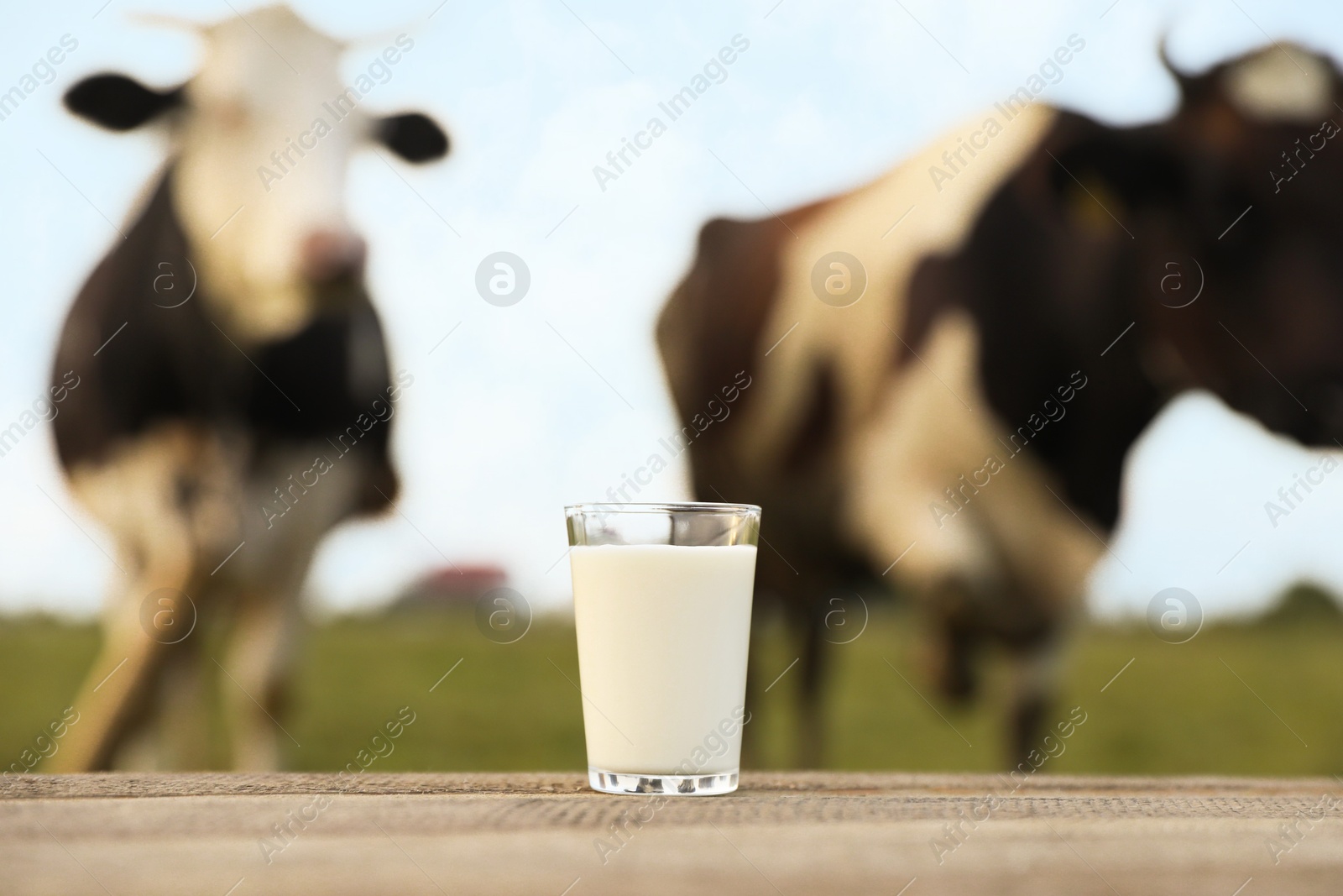 Photo of Fresh milk in glass on wooden table and cows grazing outdoors, selective focus