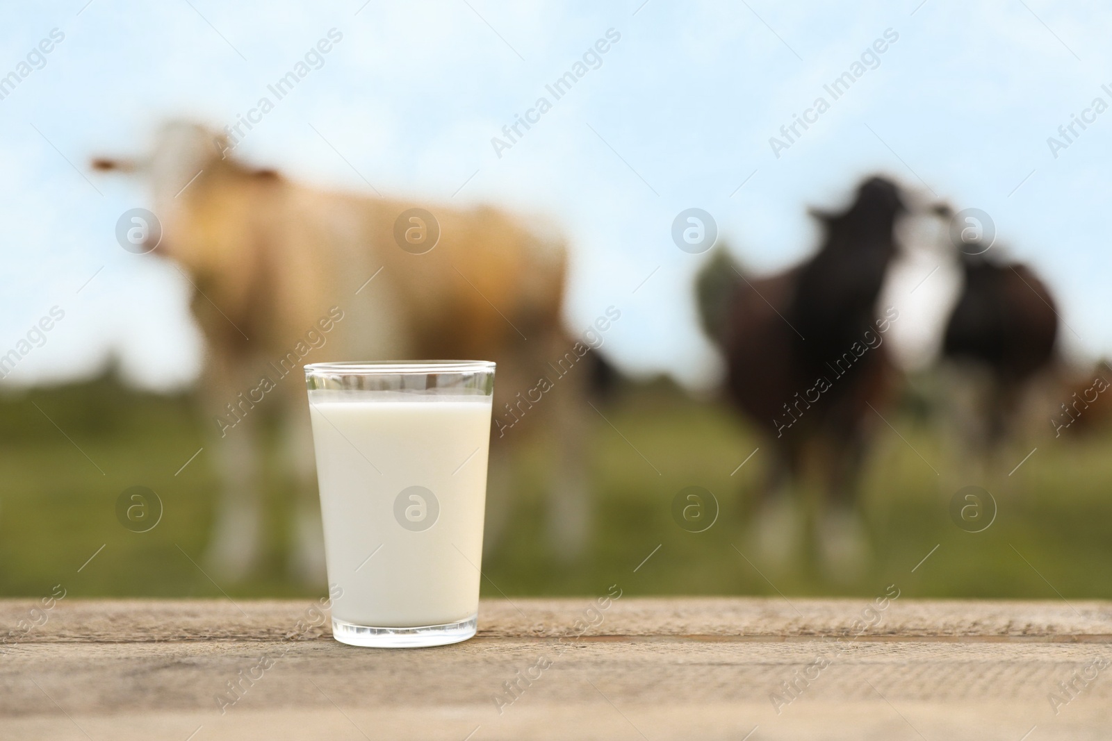 Photo of Fresh milk in glass on wooden table and cows grazing outdoors, selective focus