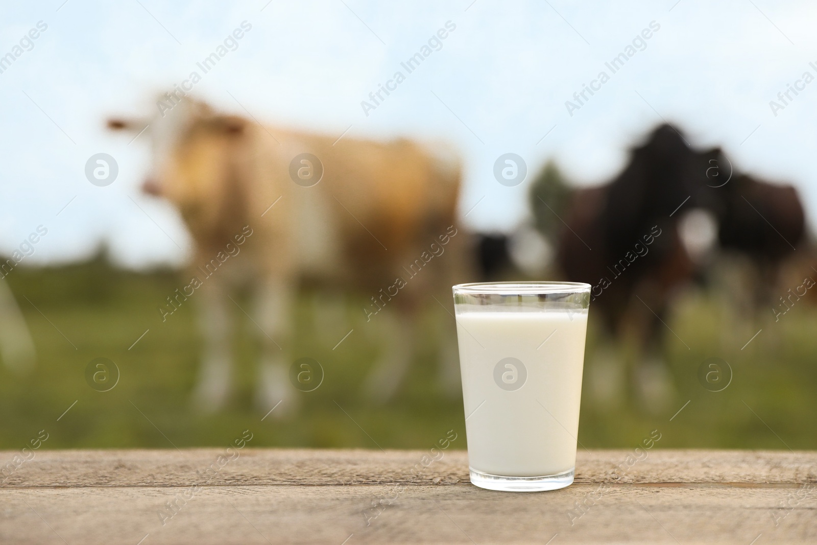 Photo of Fresh milk in glass on wooden table and cows grazing outdoors, selective focus