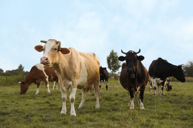 Photo of Beautiful cows grazing on green grass outdoors