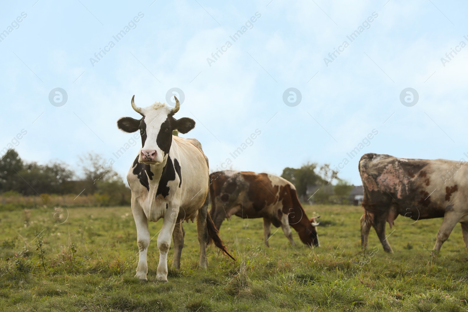 Photo of Beautiful cows grazing on green grass outdoors