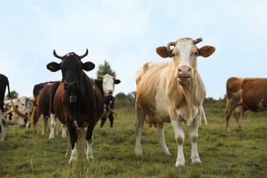 Photo of Beautiful cows grazing on green grass outdoors