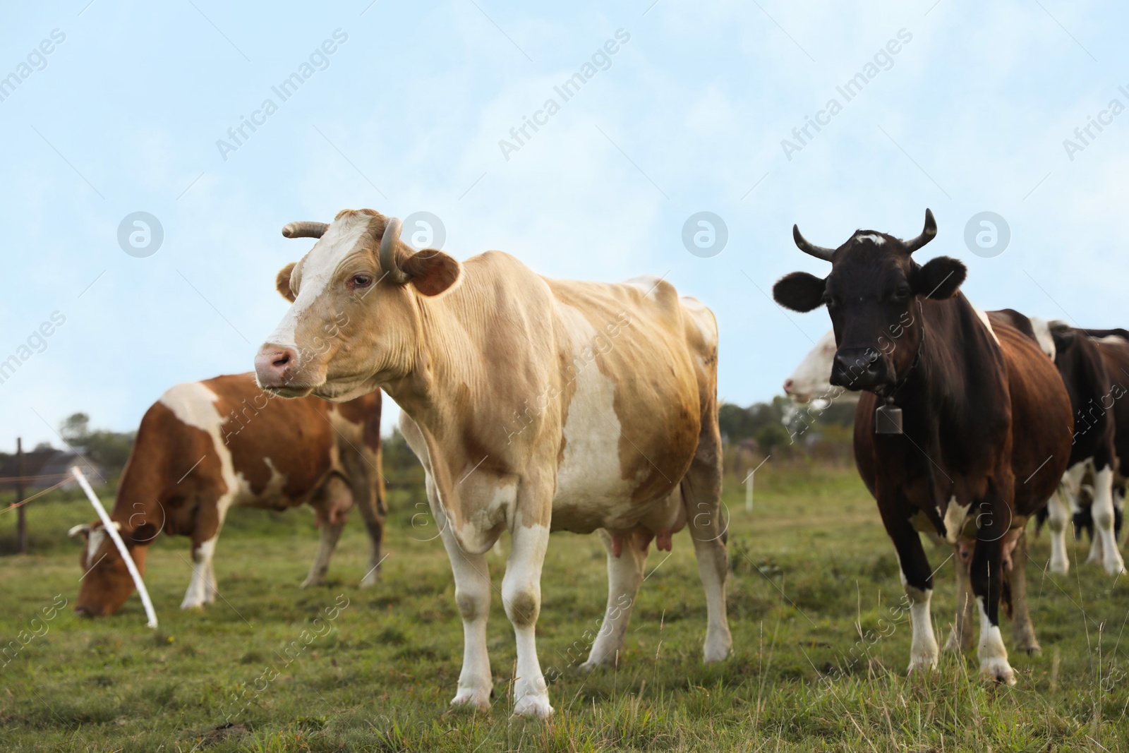 Photo of Beautiful cows grazing on green grass outdoors