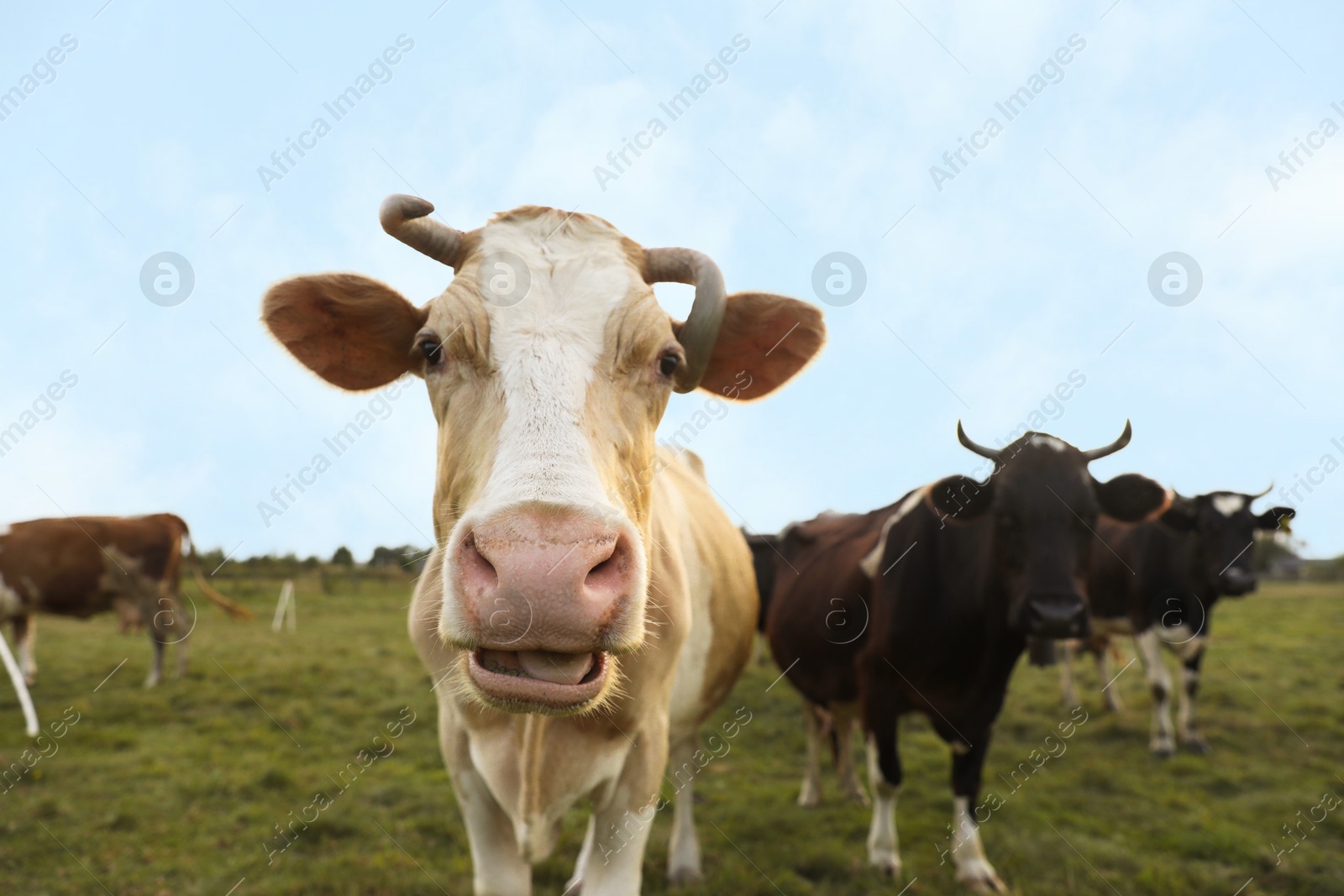 Photo of Beautiful cows grazing on green grass outdoors