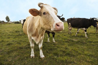 Photo of Beautiful cows grazing on green grass outdoors