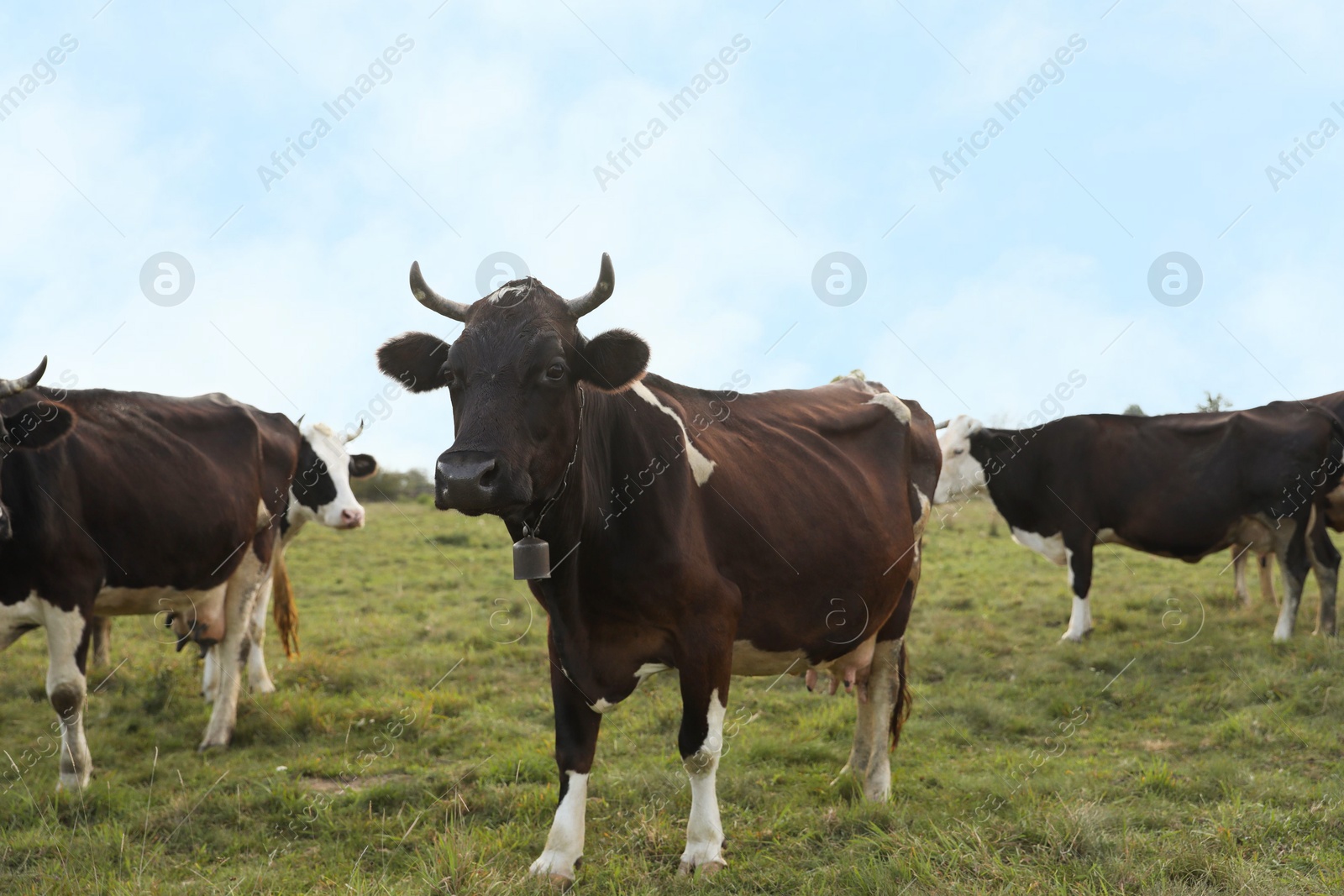 Photo of Beautiful cows grazing on green grass outdoors