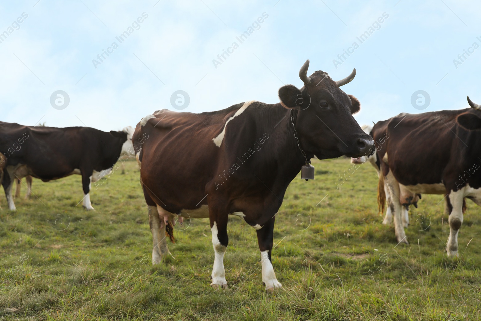 Photo of Beautiful cows grazing on green grass outdoors