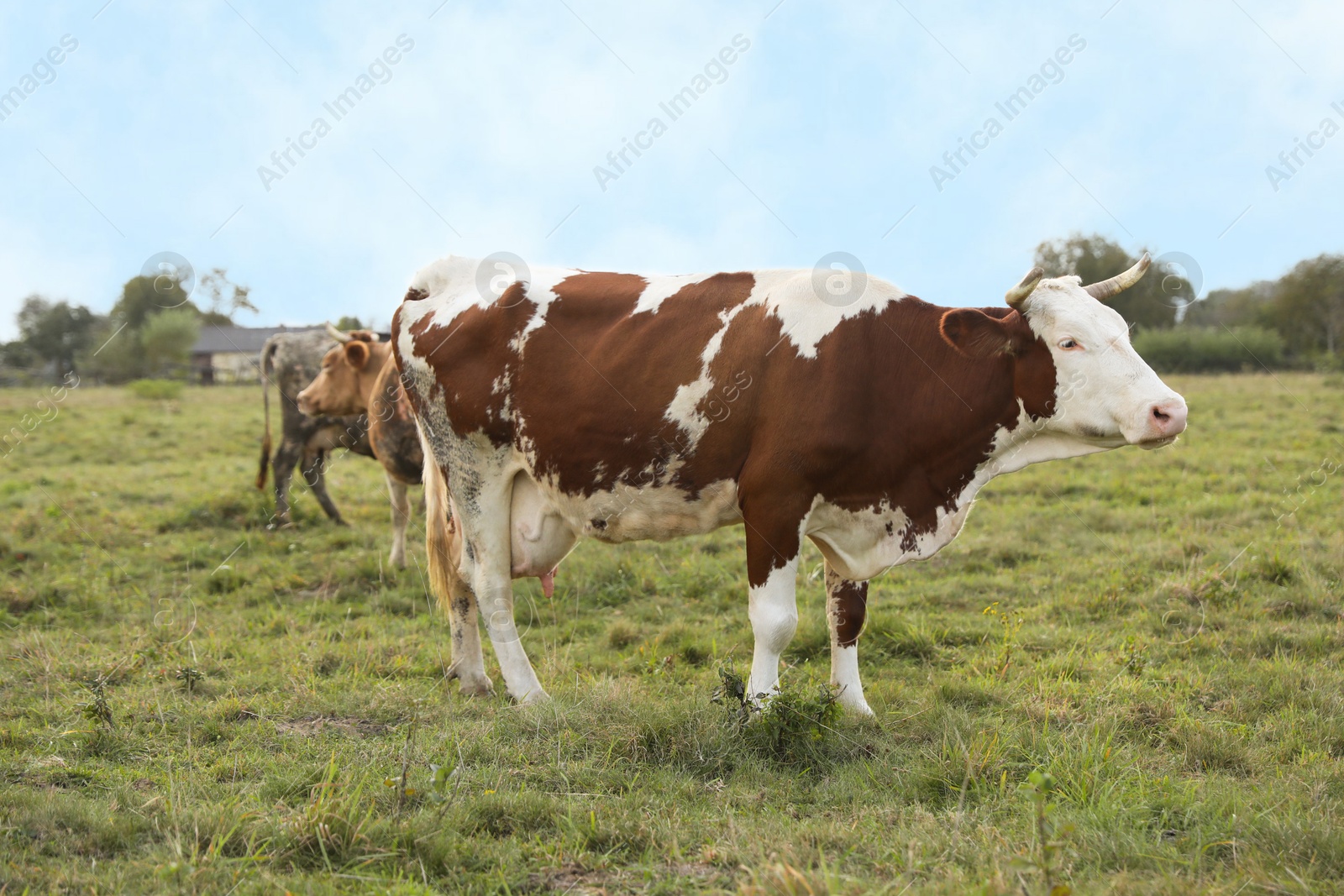 Photo of Beautiful cows grazing on green grass outdoors