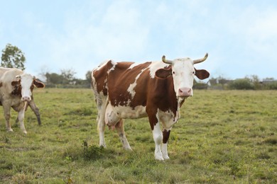 Photo of Beautiful cows grazing on green grass outdoors