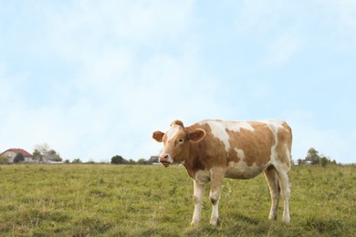 Photo of Beautiful cow grazing on green grass outdoors, space for text