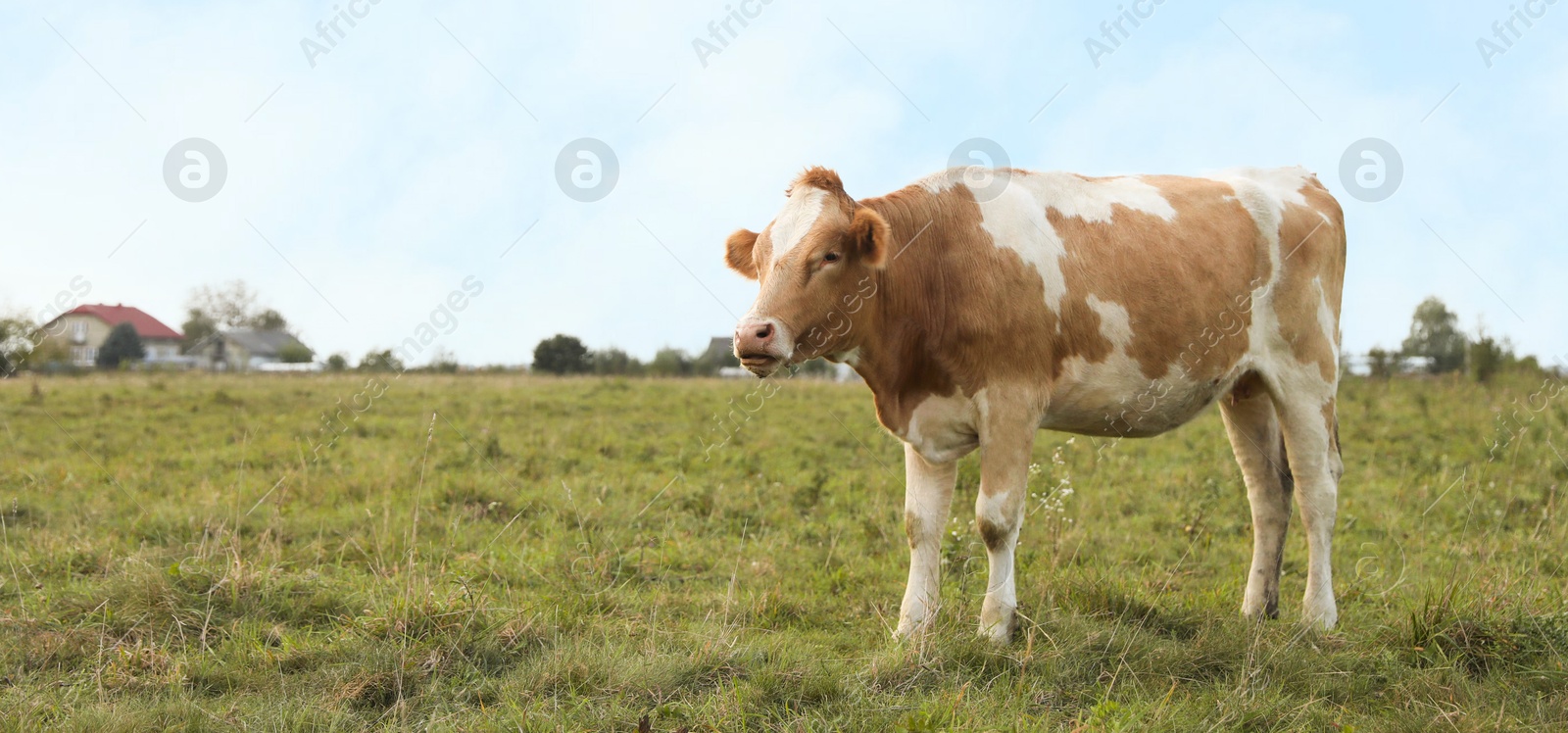 Photo of Beautiful cow grazing on green grass outdoors