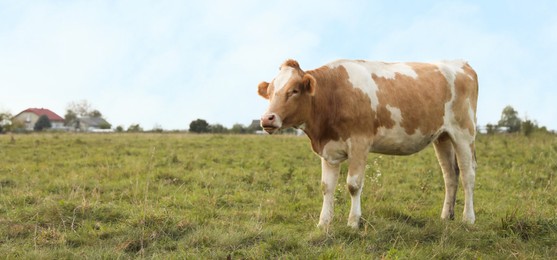 Photo of Beautiful cow grazing on green grass outdoors