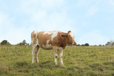 Photo of Beautiful cow grazing on green grass outdoors