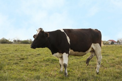 Photo of Beautiful cow grazing on green grass outdoors