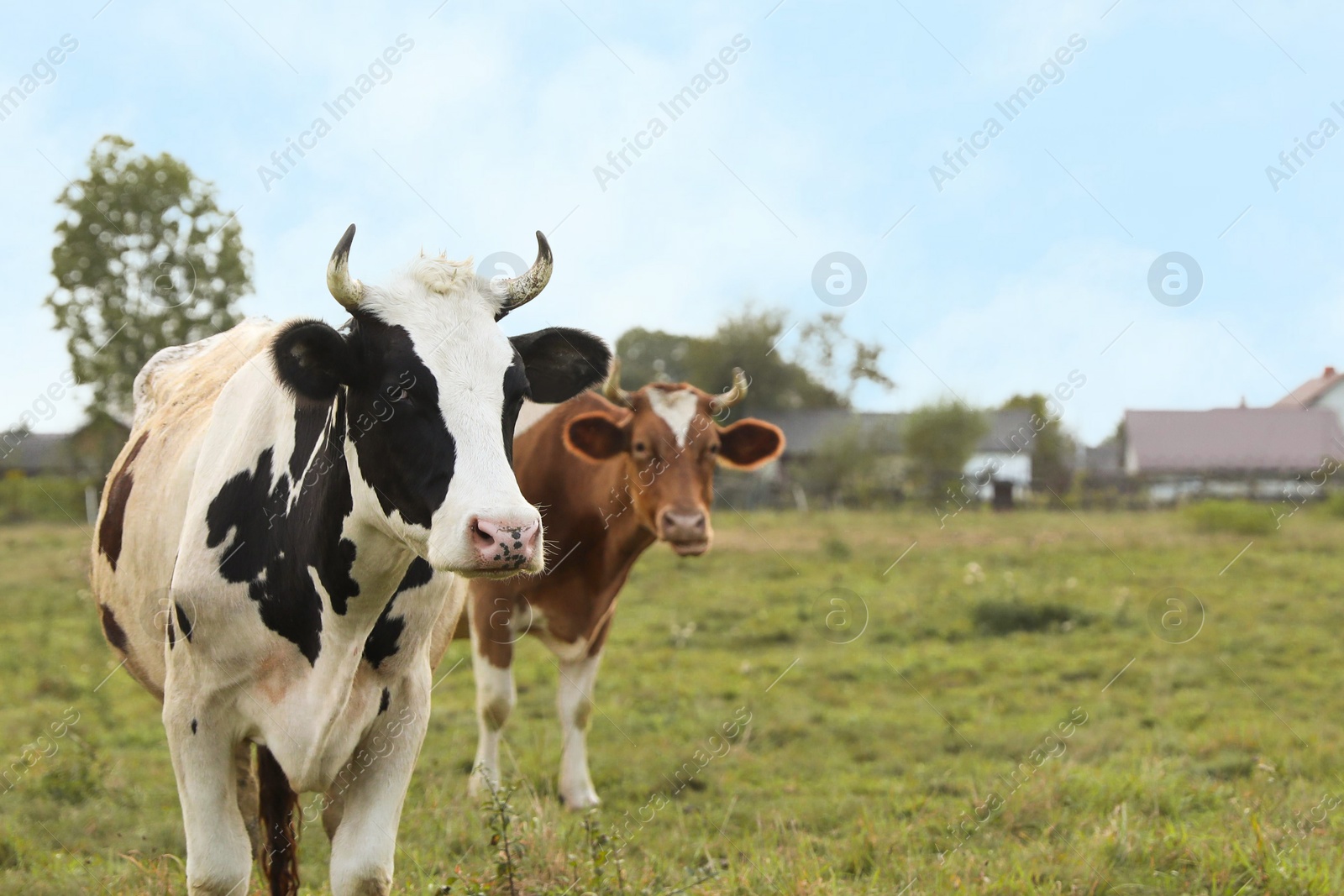 Photo of Beautiful cows grazing on green grass outdoors, space for text