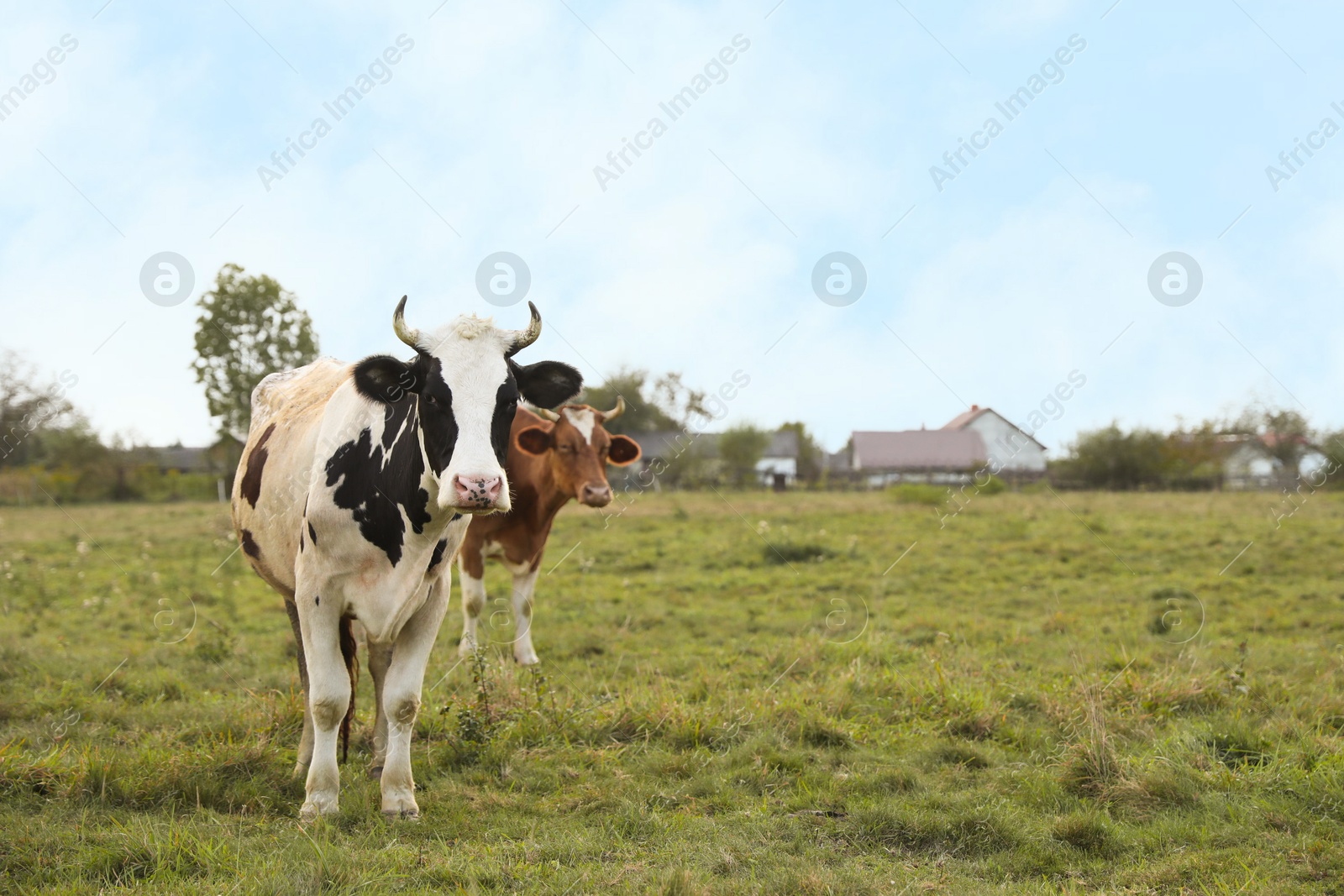 Photo of Beautiful cows grazing on green grass outdoors, space for text