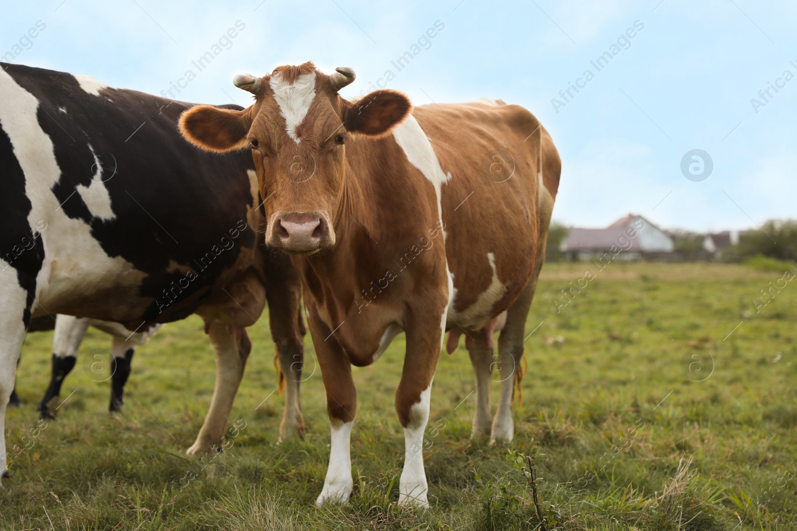 Photo of Beautiful cows grazing on green grass outdoors