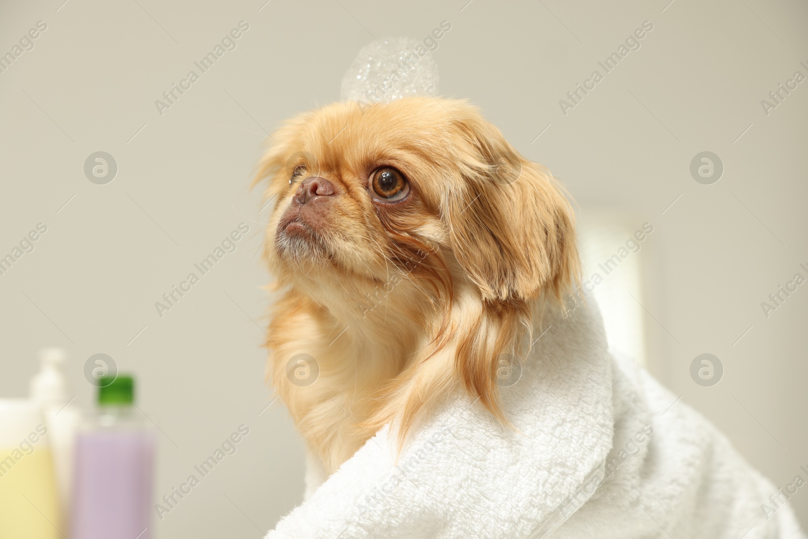 Photo of Cute Pekingese dog with towel and shampoo bubbles on head in bathroom. Pet hygiene